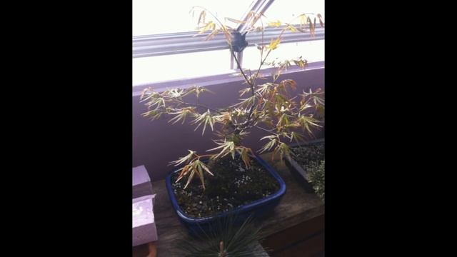 Acer Palmatum - 'Sharp's Pygmy' (Bonsai) смотреть онлайн