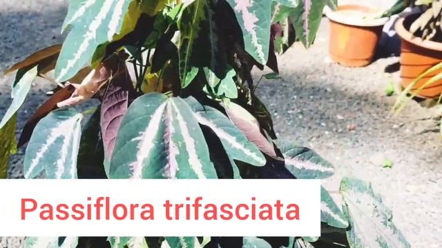 Passiflora Trifasciata Care In Malayalam| Care,propagation |Indoor Outdoor Plant |Creeping plant смотреть онлайн