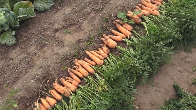 Эту морковь сажать не буду! Какие сорта вырастут корявыми на тяжелой почве смотреть онлайн