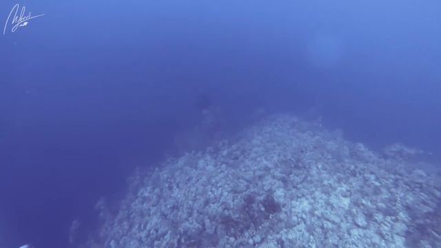 Anemone City - Ras Mohamed смотреть онлайн