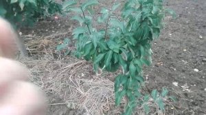 ЯБЛОНЯ ПОЗДНЕЛЕТНЯЯ Аркад летний  (МЕДОВОЕ) /// САД 2018