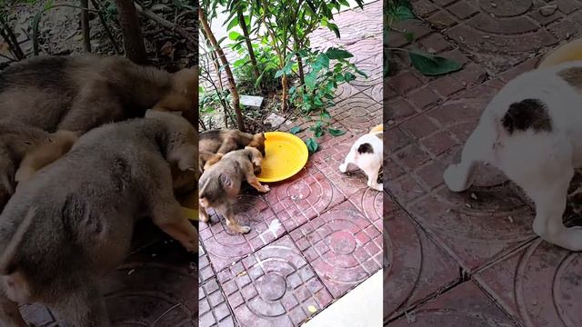 Щенки атакуют еду смотреть онлайн