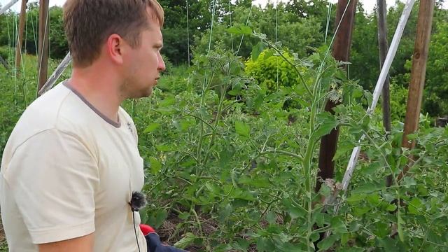 Пасынкуем высокорослые томаты 20.06.2021 смотреть онлайн