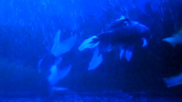 Синее золото в синем-синем море смотреть онлайн