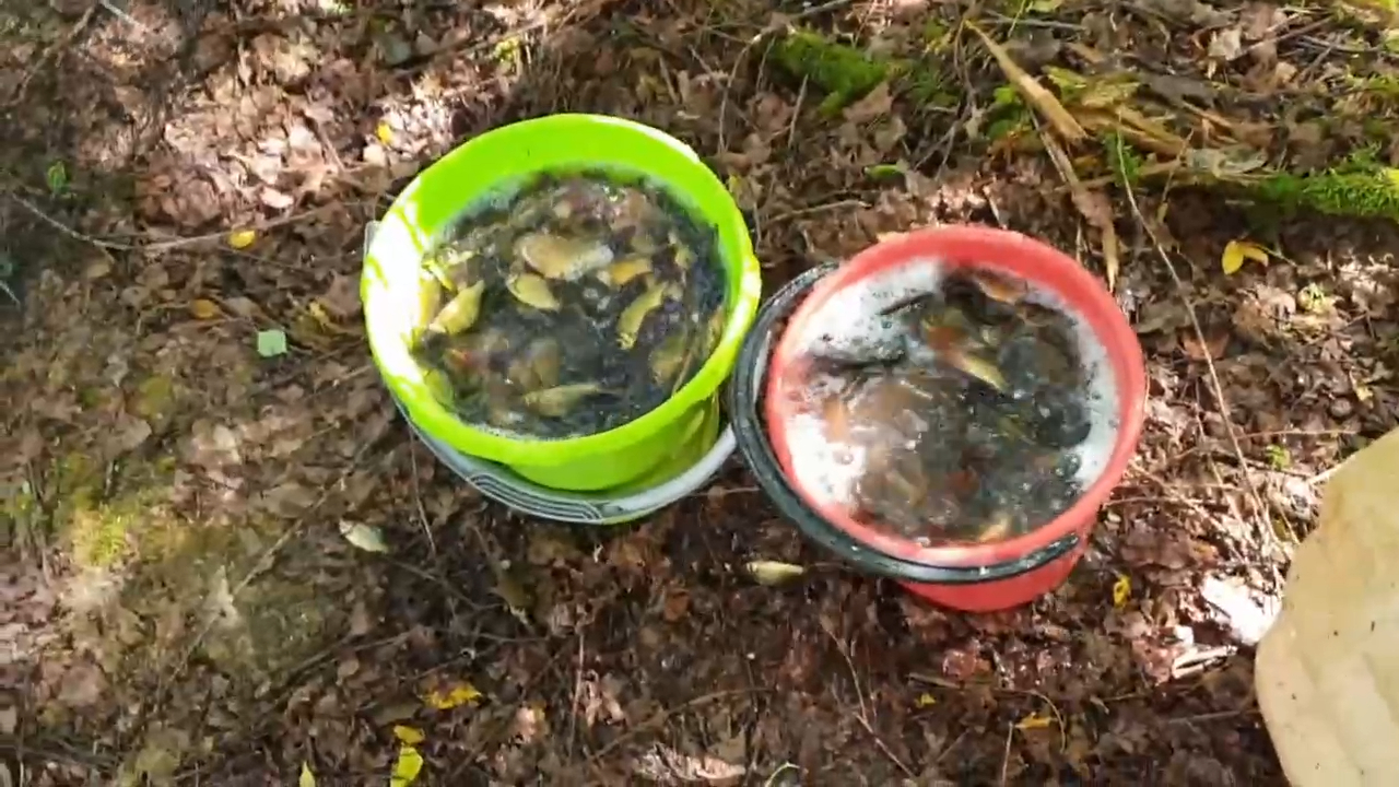 КАТИСКИ НА ЖИВЦА - Установка и проверка с берега.Мощная сра... смотреть онлайн