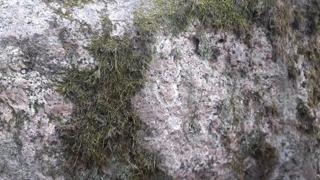 Монрепо, ч.3. Изучаем граниты. Лидия Соловьева