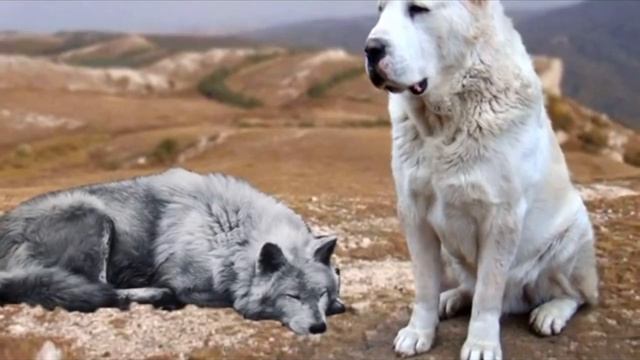 Огромный волк склонился у лап алабая. Умоляя глазами пойти с ним, но такого точно никто не ждал смотреть онлайн