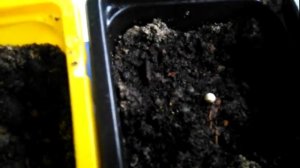 Молочай окаймленный или Невеста