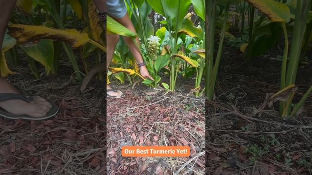 Our Best Harvest Ever! смотреть онлайн