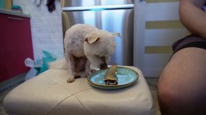 24 ЧАСА ГОВОРИМ ДА ЩЕНКУ БИЛЛИ БОЮ! ЗРЯ СОГЛАСИЛИСЬ!