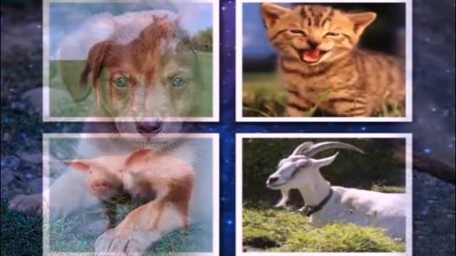 ЗАГАДКИ ПРО ДОМАШНИХ ЖИВОТНЫХ ДЛЯ ДЕТЕЙ. смотреть онлайн