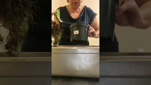 Спасаем филодендрон часть 2 смотреть онлайн