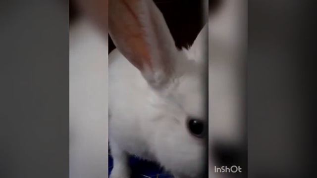 Кролик ест банан смотреть онлайн