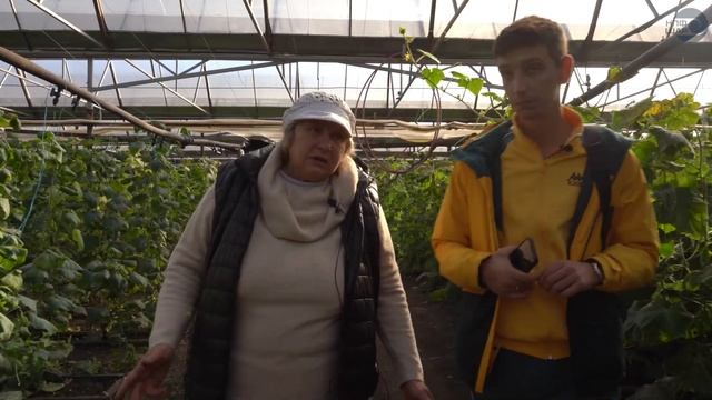 Воронеж - томаты под отоплением. Сколько лет живет пленка Светлица? смотреть онлайн