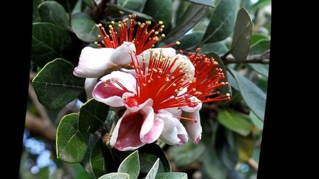 Фейхоа уход