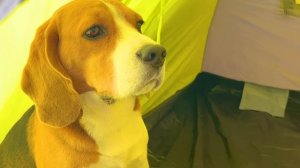 ЩЕНОК И КОТЕНОК ПРОТИВ СИРЕНОГОЛОВОГО. ШЕРЛОК СМЕЛЫЙ. БРОС ШОУ ПЕТ