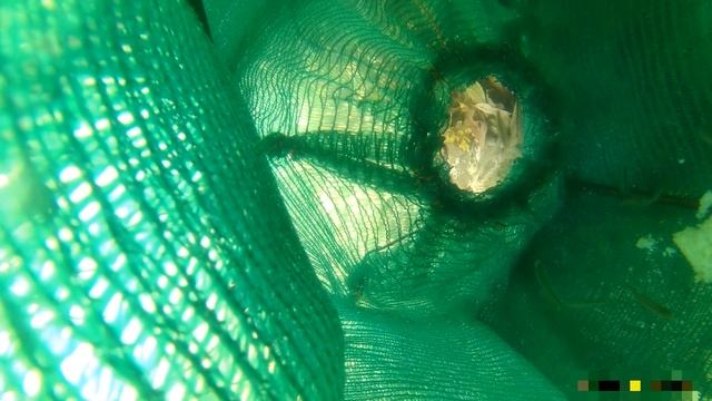 Супер большая ловушка на рыбу, снимаю под водой смотреть онлайн