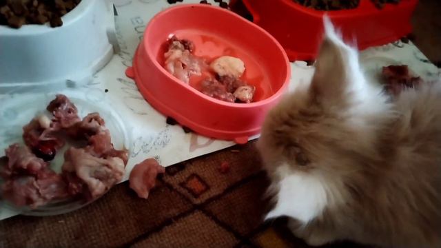 Новости Мейн Кун: малышам помета G 45 дней. Больше не пьём сливки, а кушаем перепелку смотреть онлайн