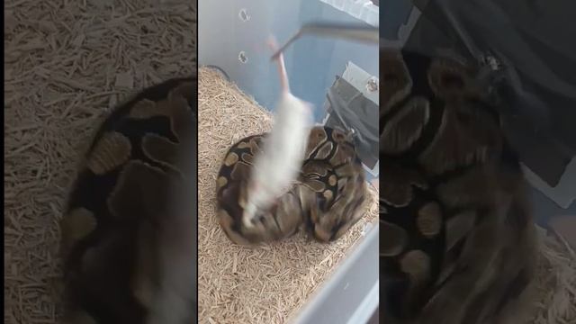 feeding my ball python смотреть онлайн