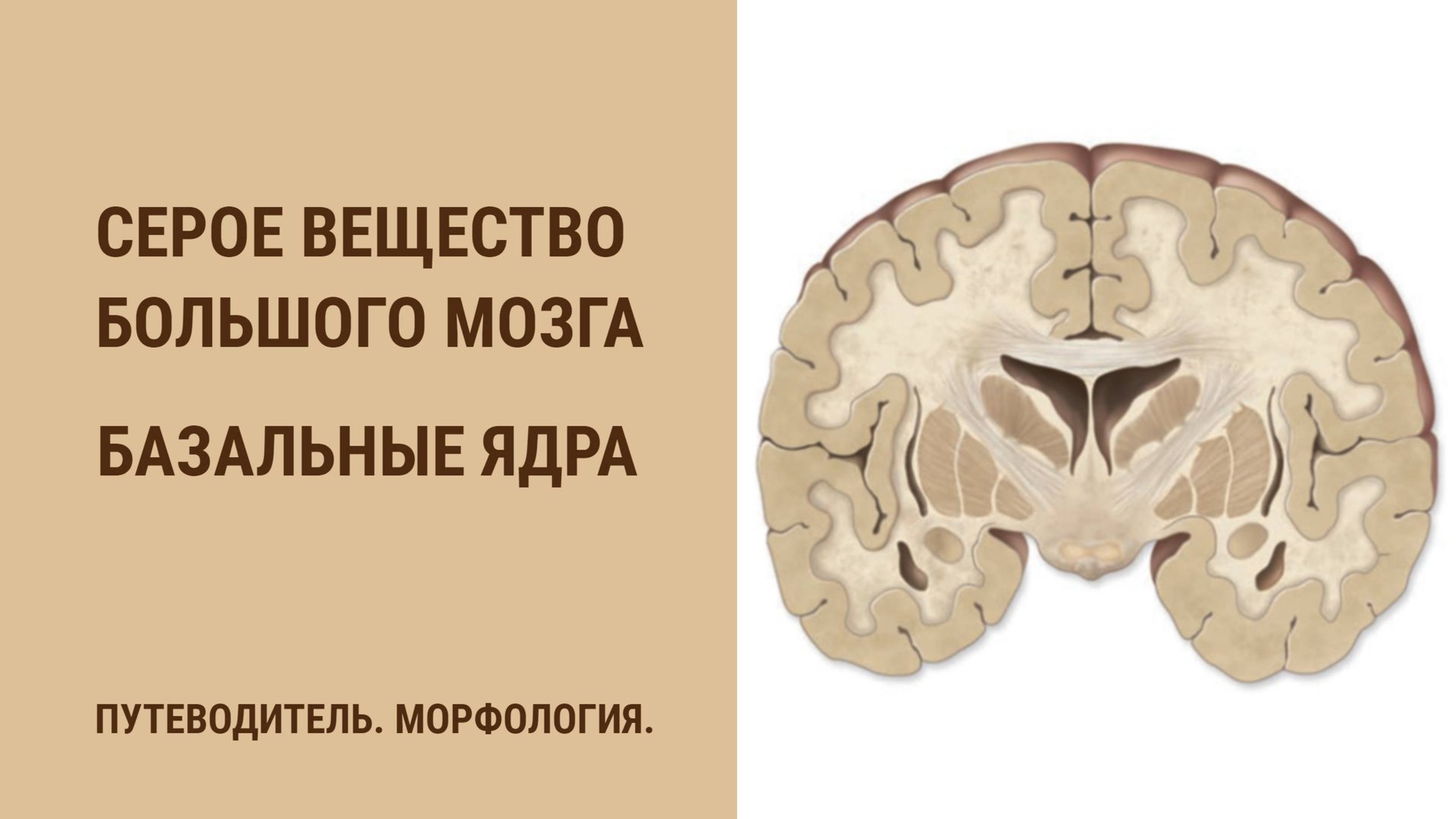 Базальные ядра головного мозга смотреть онлайн