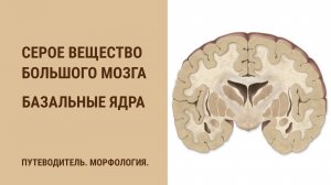 Базальные ядра головного мозга