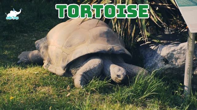 Zoo Animal Toys & Sea animal toys for kids|Great white Shark, Giraffe, Elephant 🐘| Ocean toys смотреть онлайн