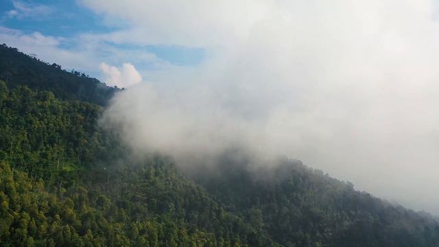 Calm Relax Music - Meditation In Forest - Sounds For Sleep And Relax