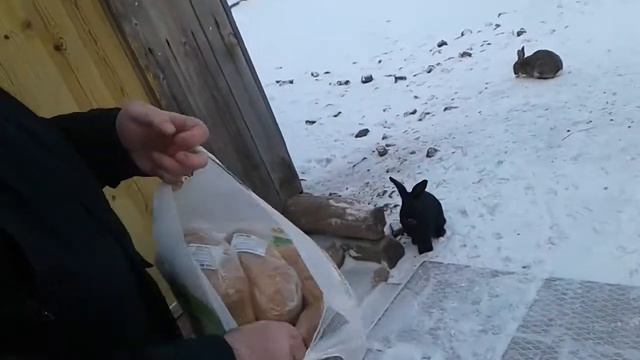 В гостях у олешек Висимский заповедник смотреть онлайн