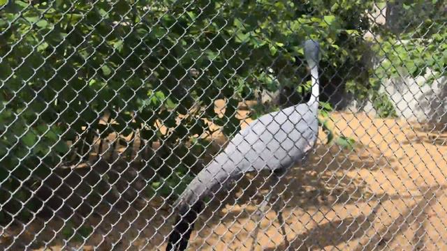 Московский зоопарк смотреть онлайн