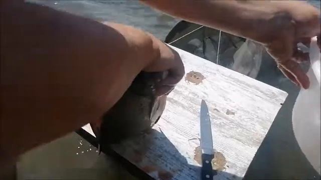 Разделка леща на рыбалке для последующей засолки и вялки. смотреть онлайн