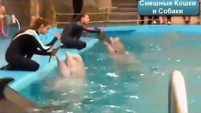 Дельфины самые умные животные!!! смотреть онлайн