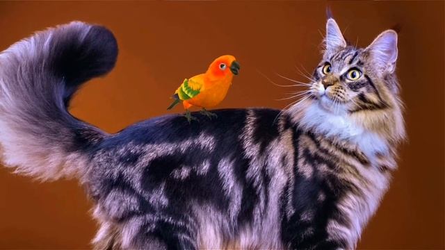 Примеры эффектов DP Animation Maker/ DP Animation Maker Effect Examples смотреть онлайн