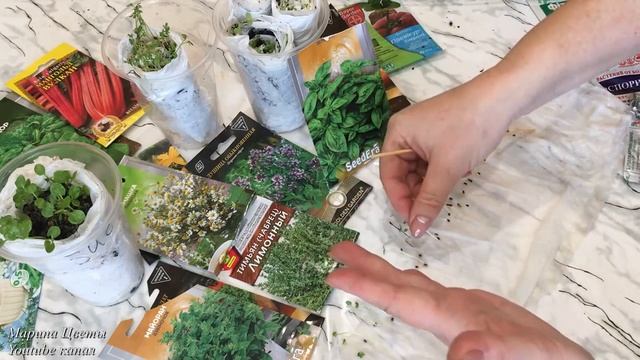 Базилик - зеленые грядки ! смотреть онлайн