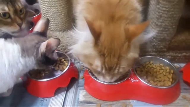 Видео про кошек. Жруны.