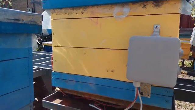 SMS (GSM) электронные веса на пасеке (обзор) смотреть онлайн