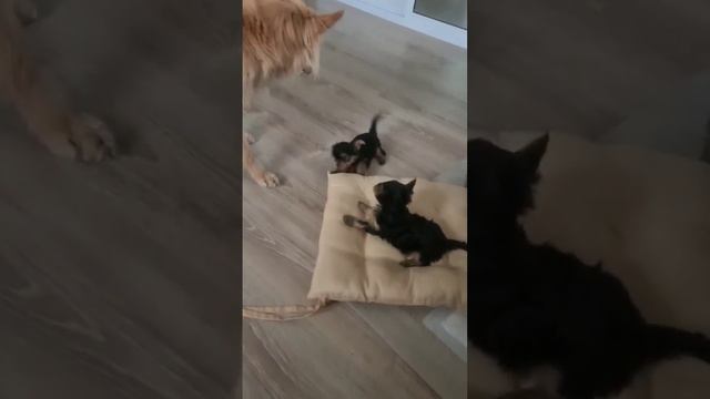 Бронь на щенков открыта, чистокровные йорки. Йорки удивительны тем, что они не вызывают аллергии. смотреть онлайн