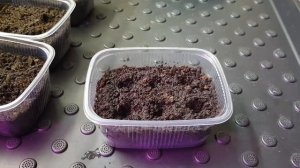 Способы посева львиного зева /Ампельный львиный зев/Антирринум/Посев проф семян и своих