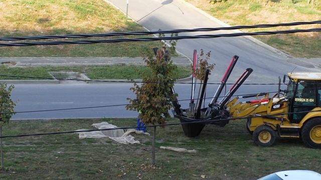 В Краснодаре начали пересаживать липы с улицы Московской смотреть онлайн