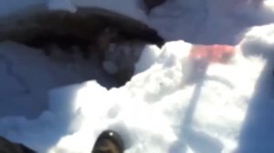 Животные ГЕРОИ СПАСАЮТ Людей! Топ 10 Животных Героев Спасших Жизни!