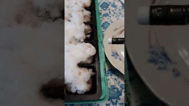 посев лобелии 🌿🌺👍 смотреть онлайн