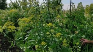 Любисток - пряная трава, которая вырастает выше забора.