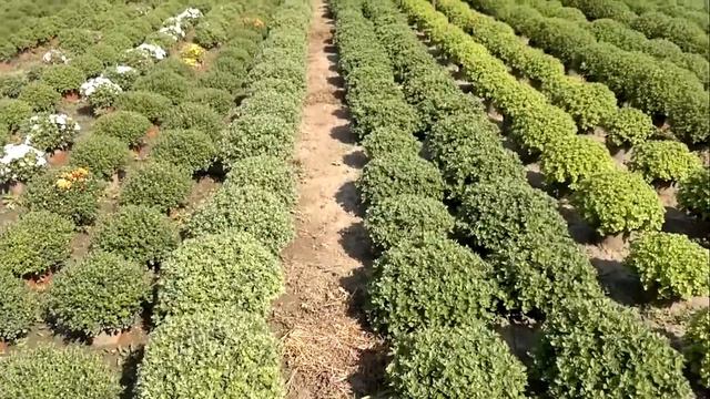 Hrizantema multiflora saksijska смотреть онлайн