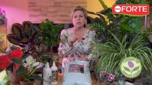 Уход за комнатными цветами весной.  Подкормка и пересадка. Рассказывает Лариса Зарубина Садовый гид