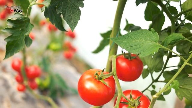 ПОДКОРМКА ТОМАТОВ ЯИЧНОЙ СКОРЛУПОЙ! САМАЯ ПРОСТАЯ ПОДКОРМКА ТОМАТОВ смотреть онлайн