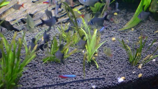 Москвариум Неоны