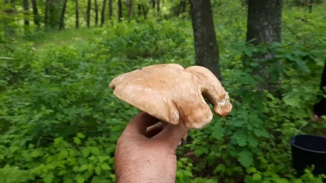 ТИХАЯ ОХОТА/ ЗА БЕЛЫМИ ГРИБАМИ/ смотреть онлайн