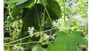 Кобея лазающая, Мина лопастная, Кодонопсис И ДР  ВЬЮЩИЕСЯ РАСТЕНИЯ