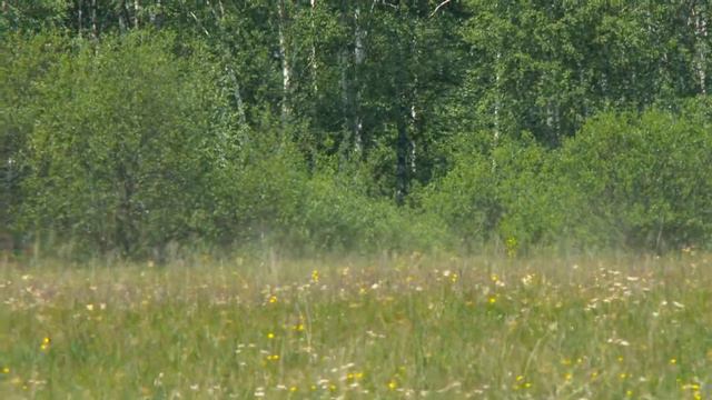 Сабантуй 2016 (Салаватский район) смотреть онлайн