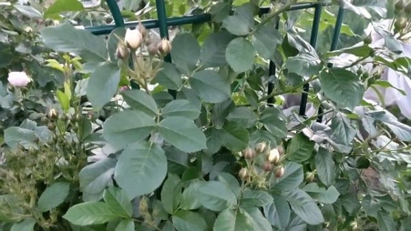 РОЗЫ. Dinky (Динки), Bouquet Parfait ( Буке Парфэ), Бельгия