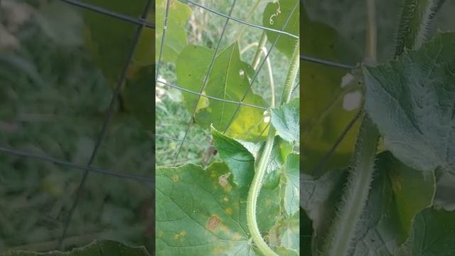 A lil bit of a harvest this morning, and attacked by squirrel aka tree rat 😂😂😂 (some cursing also 😬 смотреть онлайн